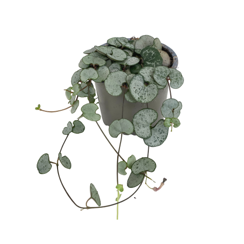 ceropegia woodi