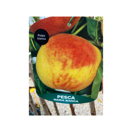 pesco