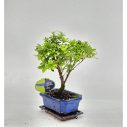 bonsai azalea roma