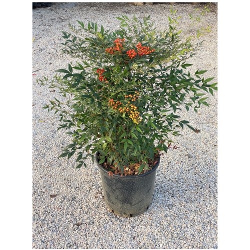 nandina domestica