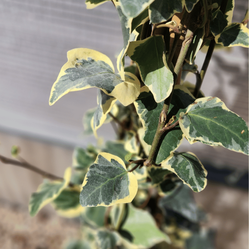 hedera