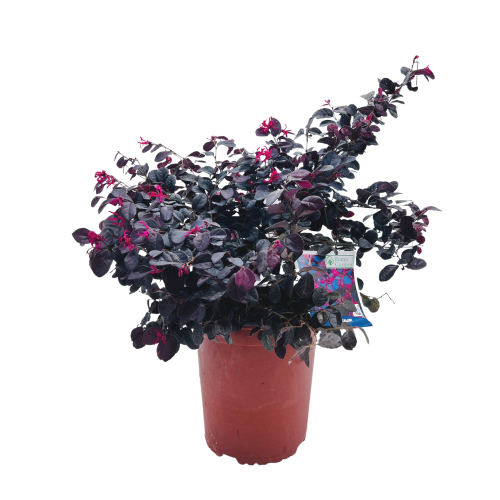 loropetalum