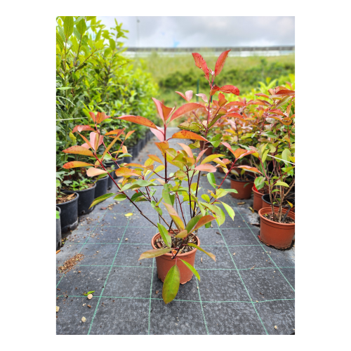 photinia