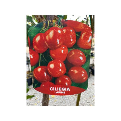 ciliegio