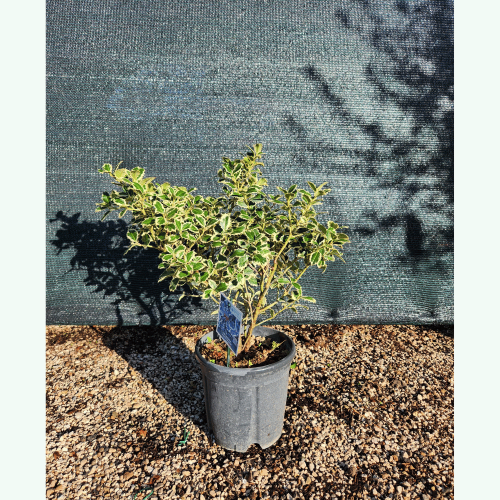 agrifoglio variegato
