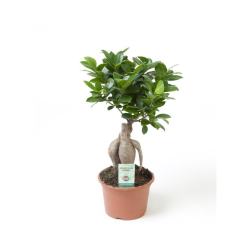 ficus_ginseng