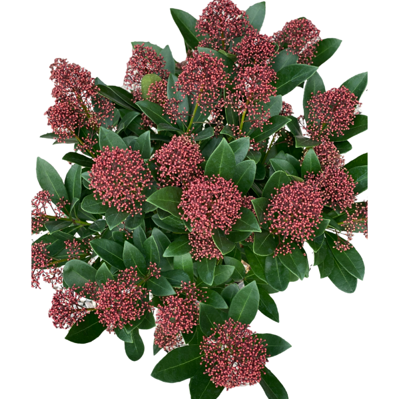 skimmia2