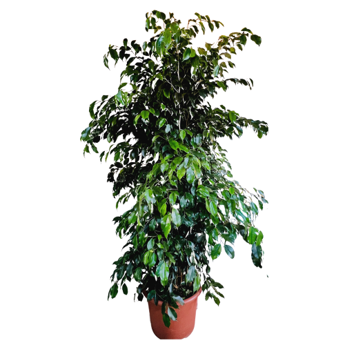 ficus Xl