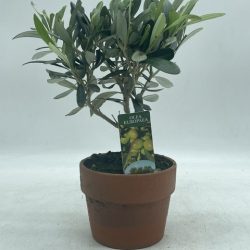 image0 (2)