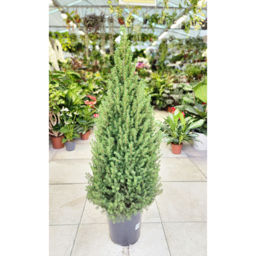 picea_conica
