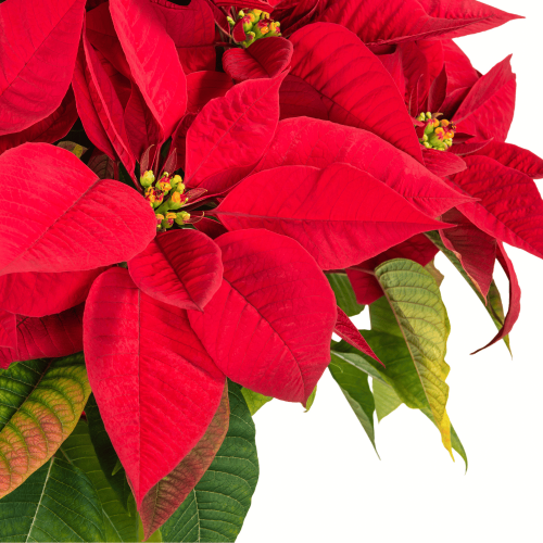 stella di natale roma