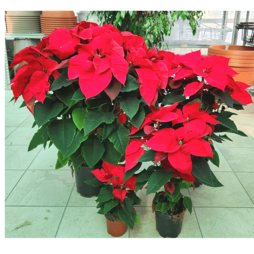 stella di natale roma