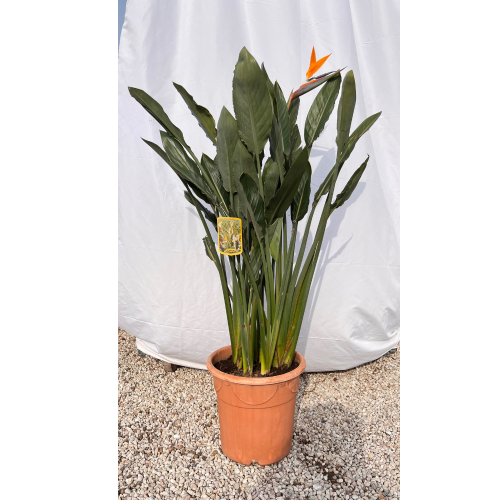 strelitzia regiinae