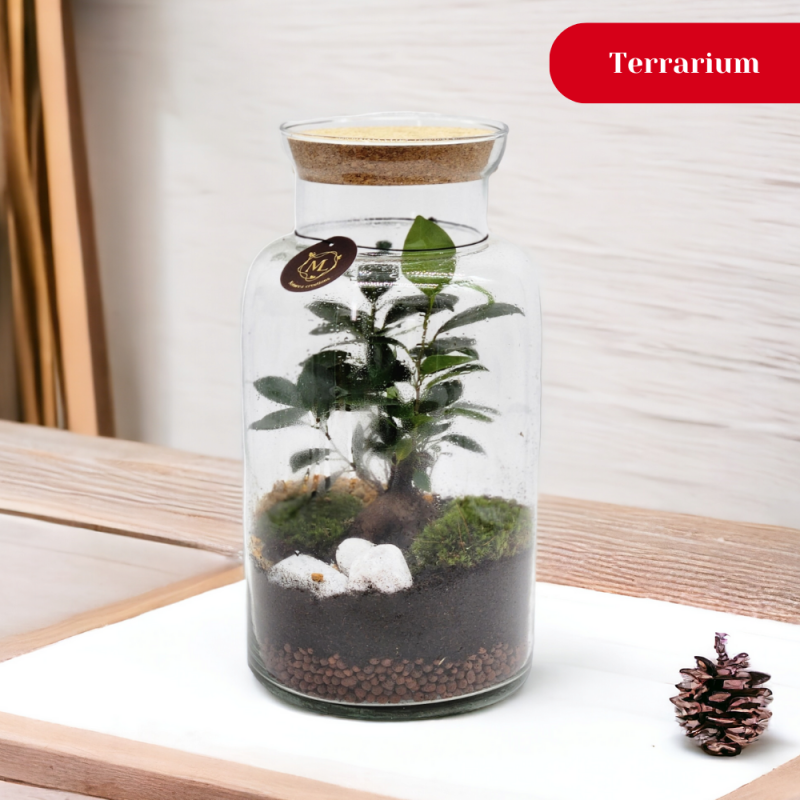 terrarium bonsai