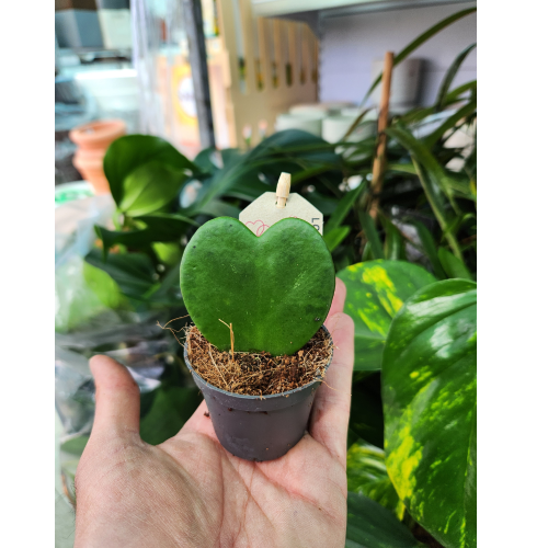 hoya kerry