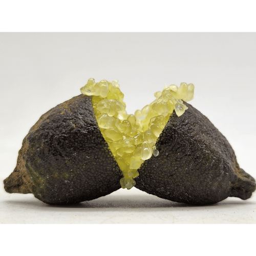 finger lime