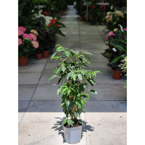 ficus benjamin