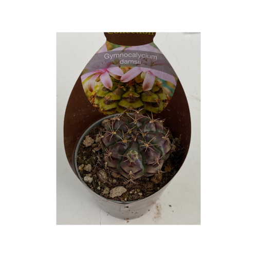 gymnocalcium