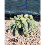 Sedum Burrito Basket