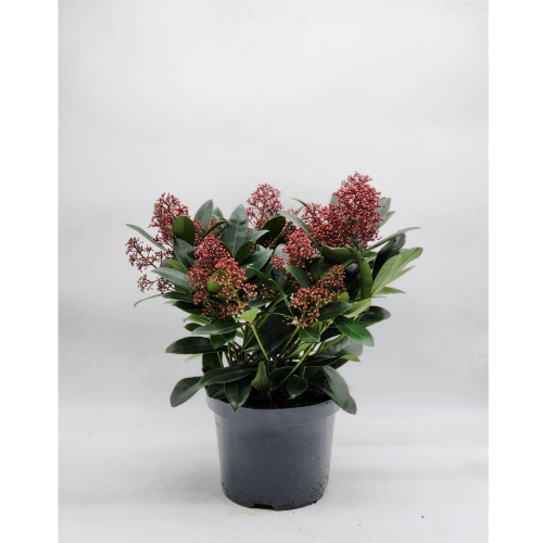 skimmia