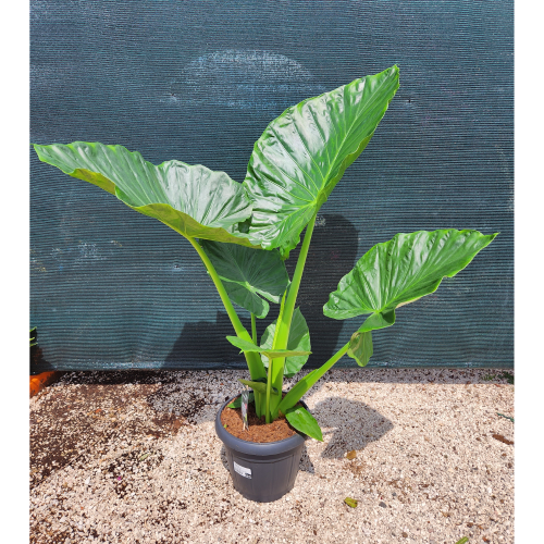 alocasia_macrorhizza