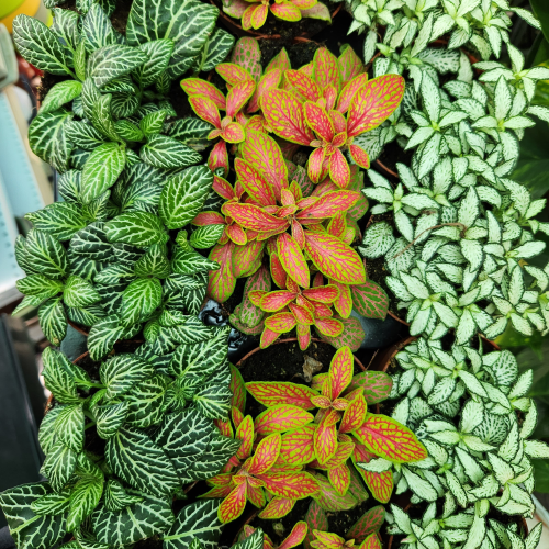 fittonia