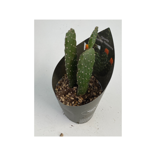 opuntia consolea