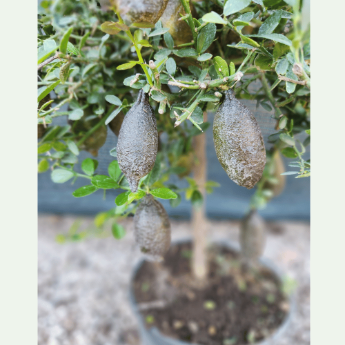 finger lime