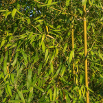 Bambu Aurea