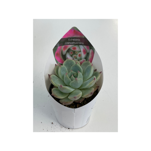 echeveria ch