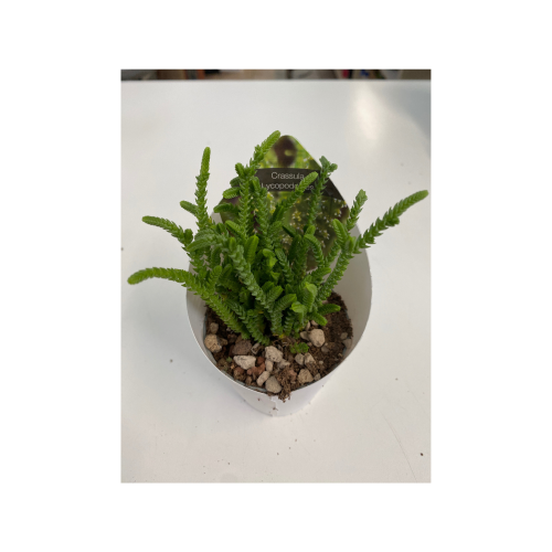 crassula lycopodium