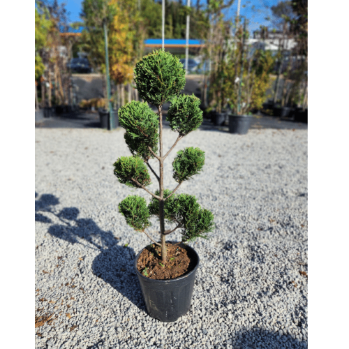 leylandii pon