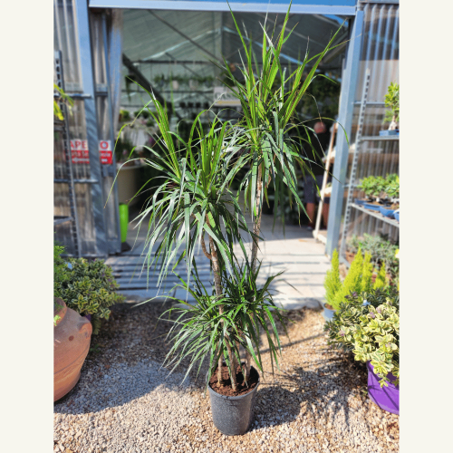 dracena