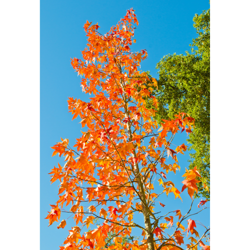 liquidambar_2