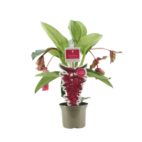 medinilla_rossa 27