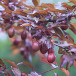 Prunus Pissardi