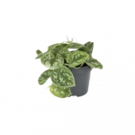 Pothos Picta S