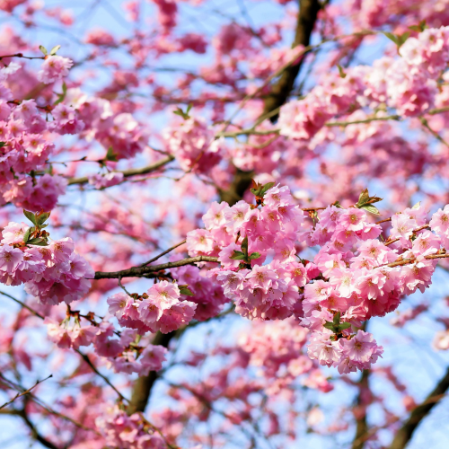 prunus_poissardi