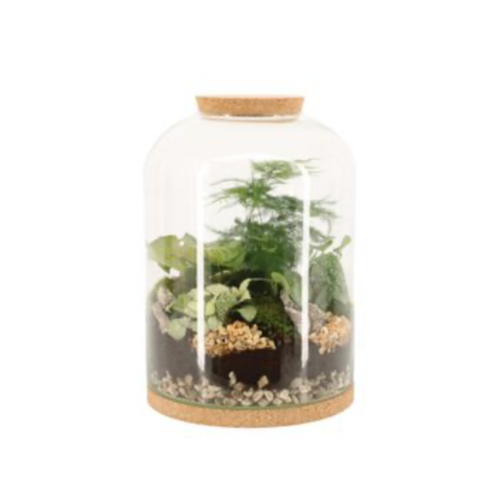 terrarium L