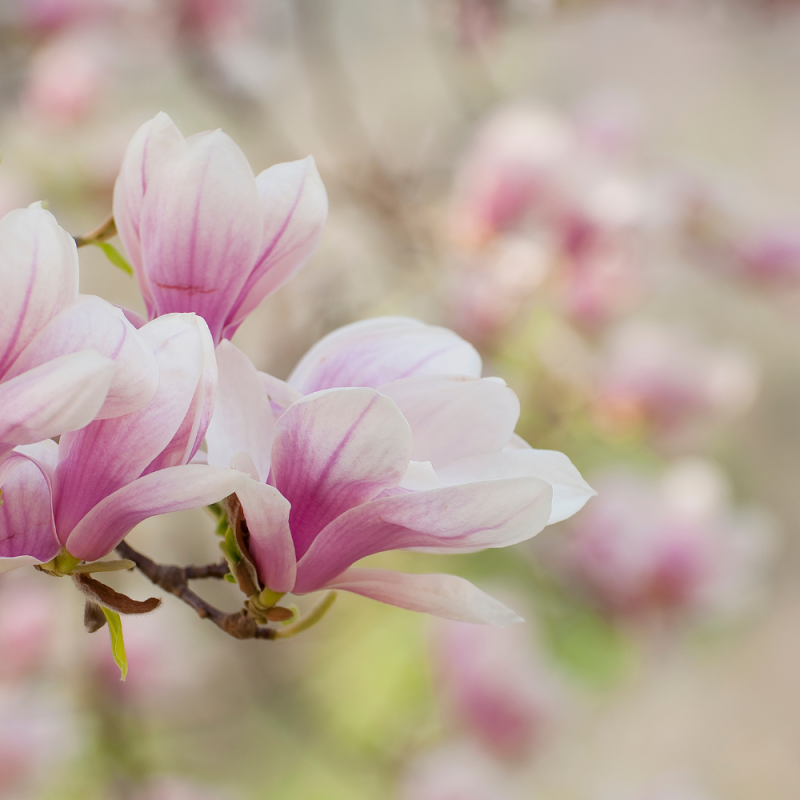 magnolia solaengiana