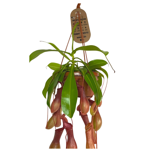 nepenthes
