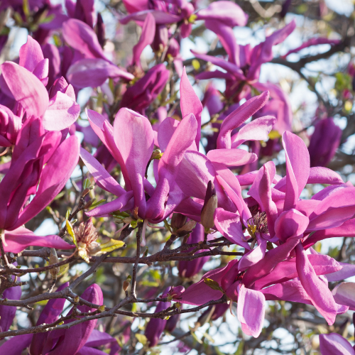 magnolia Susan