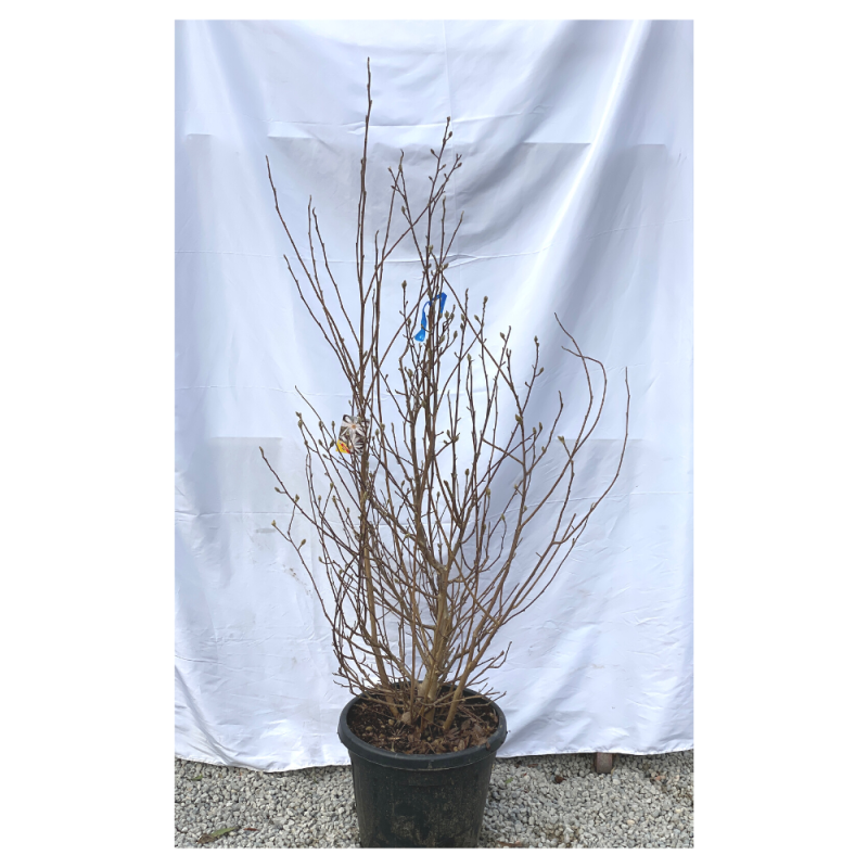magnolia stellata