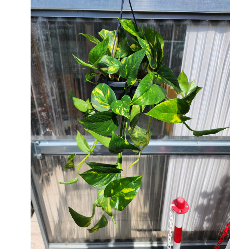 pothos