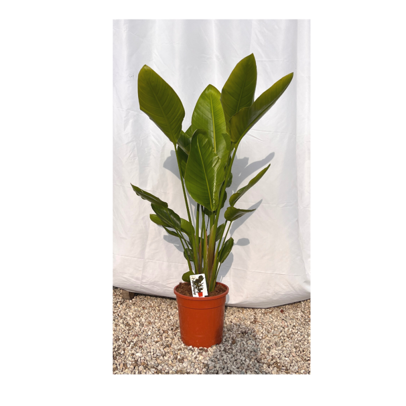 Strelitzia Regina