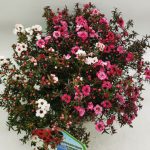 Leptospermum Scoparium