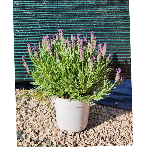lavanda stoechas