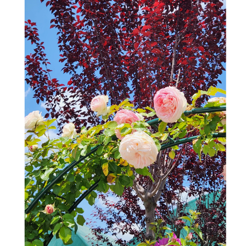 rosa pierre de ronsard