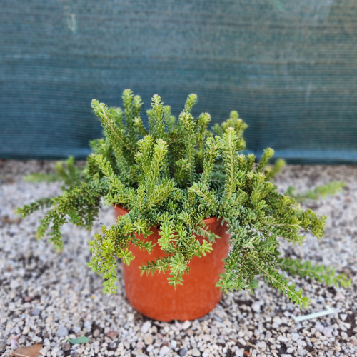 GREVINLLEA