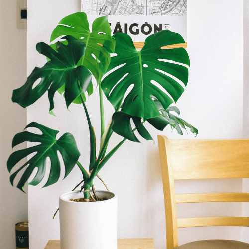 monstera